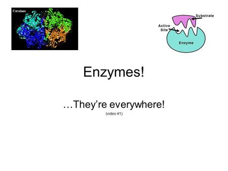 Enzymes! …They’re everywhere! (video #1). What are they? Protein catalysts: speed up chemical reactions without being consumed Their names often end in.