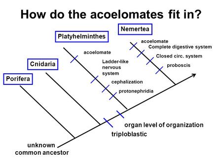 How do the acoelomates fit in? Porifera unknown common ancestor Cnidaria triploblastic organ level of organization Platyhelminthes protonephridia cephalization.