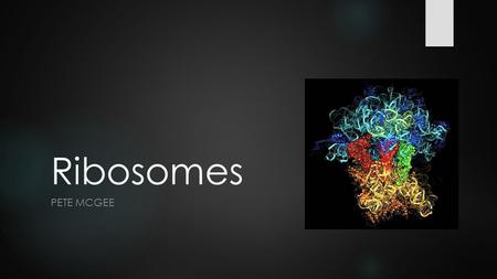 Ribosomes PETE MCGEE. What are Ribosomes?  Found in every cell  Protein Synthesizers of the cell  Located on the Rough ER and in the cytoplasm in eukaryotic.