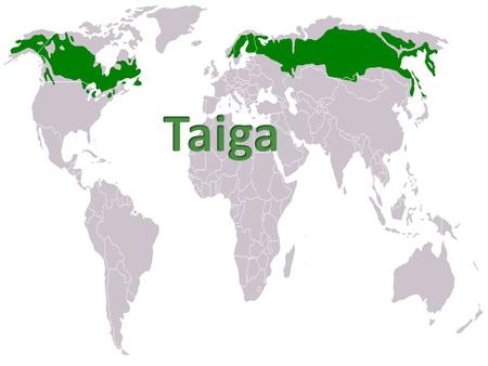 The Taiga biome is the largest of the biomes in the world. It is located at the top of the world right bellow the Tundra biome and it spans across Eurasia.