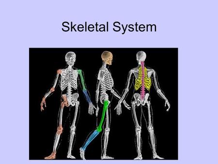 Skeletal System.