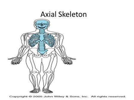 Axial Skeleton.