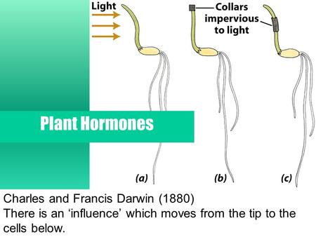 Charles and Francis Darwin (1880) There is an ‘influence’ which moves from the tip to the cells below. Plant Hormones.