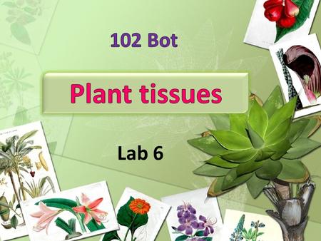 Lab 6. TISSUES- a group of cells functioning together in some specialized activity.