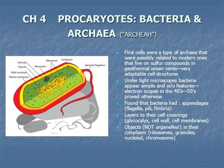 CH 4 PROCARYOTES: BACTERIA & ARCHAEA (“ARCHEAH”) First cells were a type of archaea that were possibly related to modern ones that live on sulfur compounds.