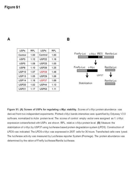 Figure S1 Figure S1. (A) Screen of USPs for regulating c-Myc stability. Scores of c-Myc protein abundence was derived from two independent experiments.