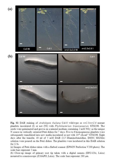 (a) (b) Col-NI Col-I nrt2.5x2.6 NI Col-NICol-I nrt2.5x2.6 NI nrt2.5x2.6 I Fig. S1 DAB staining of Arabidopsis thaliana Col-0 wild-type or nrt2.5xnrt2.6.