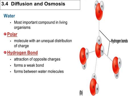 3.1 Cell Theory Water Most important compound in living organisms Polar molecule with an unequal distribution of charge Hydrogen Bond attraction of opposite.