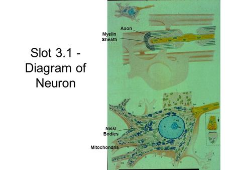 Slot 3.1 - Diagram of Neuron Nissl Bodies Mitochondria Myelin Sheath Axon.