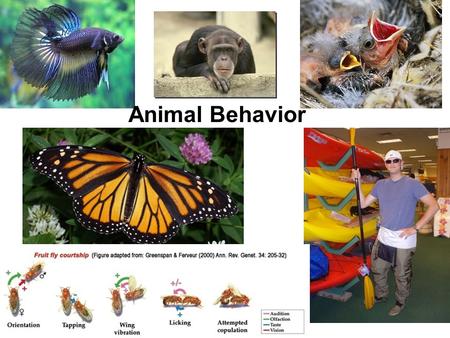 Animal Behavior.