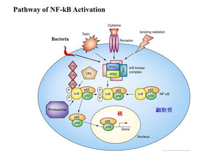 Pathway of NF-kB Activation