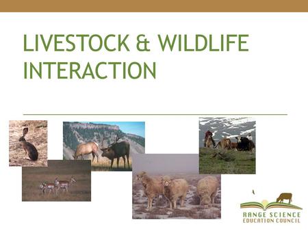 LIVESTOCK & WILDLIFE INTERACTION. Interactions NegativePositive It Depends on….?