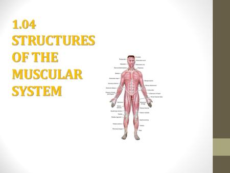 1.04 STRUCTURES OF THE MUSCULAR SYSTEM