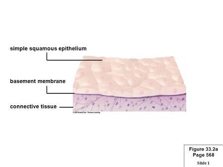 Slide 1 simple squamous epithelium basement membrane connective tissue Figure 33.2a Page 568.