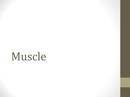 Muscle. SKELETAL MUSCLE Transverse Cut A B C D A: Epimysium B: Perimysium C: Endomysium D: Fascicle.