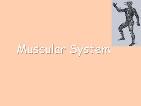 Muscular System.