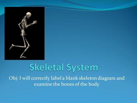 Skeletal System Obj: I will correctly label a blank skeleton diagram and examine the bones of the body.