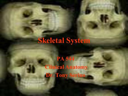 Skeletal System PA 544 Clinical Anatomy Dr. Tony Serino.