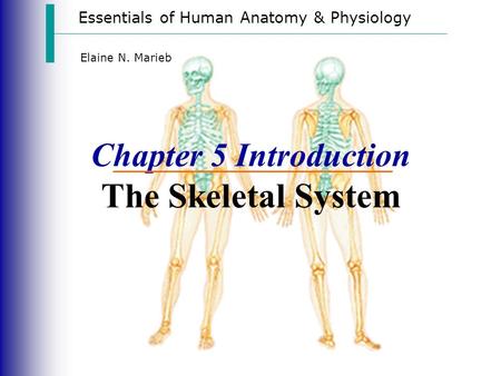 Essentials of Human Anatomy & Physiology Elaine N. Marieb Chapter 5 Introduction The Skeletal System.