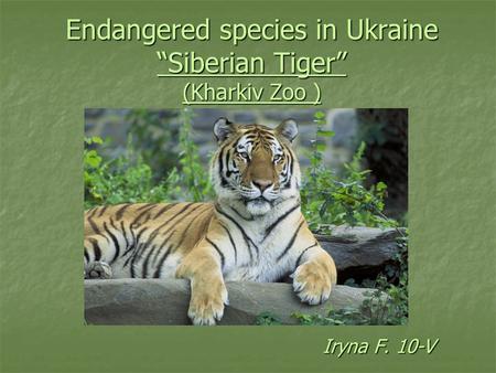 Endangered species in Ukraine “Siberian Tiger” (Kharkiv Zoo )