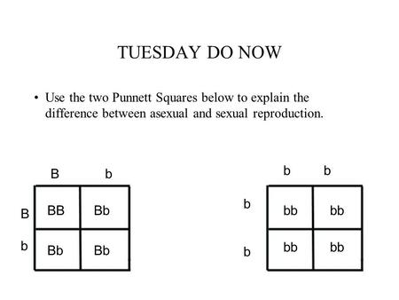 TUESDAY DO NOW Use the two Punnett Squares below to explain the difference between asexual and sexual reproduction. B b BbBb BBBb b bbbb bb.