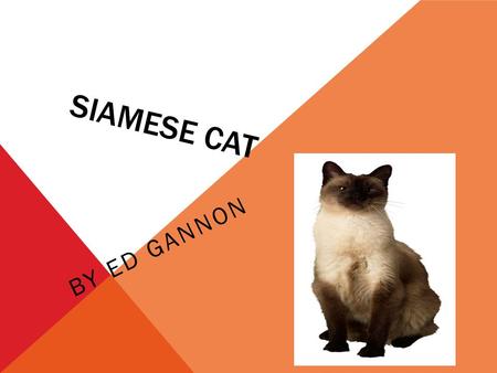 SIAMESE CAT BY ED GANNON. DID YOU KNOW THAT A SIAMESE CAT IS VERY SKINNY AND LONG? THEY ALSO HAVE LONG SLEEK BODIES.