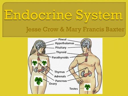 Jesse Crow & Mary Francis Baxter.  Uses system of negative/positive feedback  Positive feedback is rare High levels of one hormone = release of another.