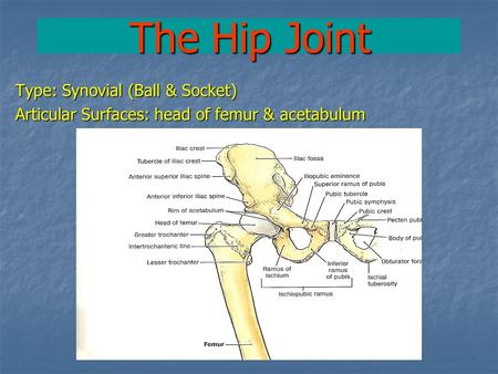 The Hip Joint Type: Synovial (Ball & Socket) Articular Surfaces: head of femur & acetabulum.