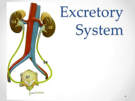 Excretory System. Figure 44.8a Most aquatic animals, including most bony fishes Mammals, most amphibians, sharks, some bony fishes Many reptiles (including.