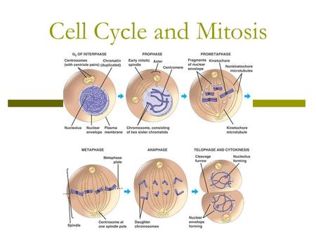 Cell Cycle and Mitosis.