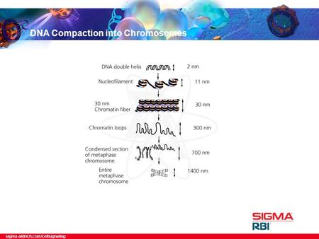 Sigma-aldrich.com/cellsignaling DNA Compaction into Chromosomes.