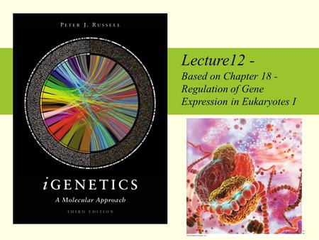 Lecture12 - Based on Chapter 18 - Regulation of Gene Expression in Eukaryotes I Copyright © 2010 Pearson Education Inc.