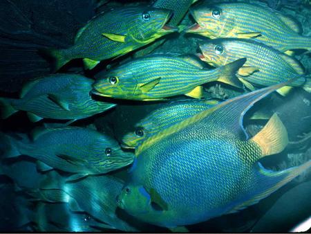 Sources of Fish Decline Habitat disruption Breeding areas Larval development areas Bottom structure.