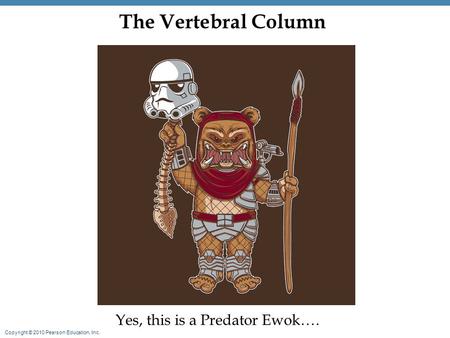 Copyright © 2010 Pearson Education, Inc. The Vertebral Column Yes, this is a Predator Ewok….