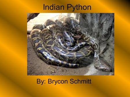 Indian Python By: Brycon Schmitt.