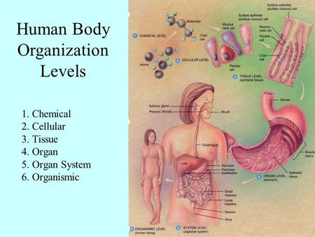 1. Chemical 2. Cellular 3. Tissue 4. Organ 5. Organ System 6. Organismic Human Body Organization Levels.