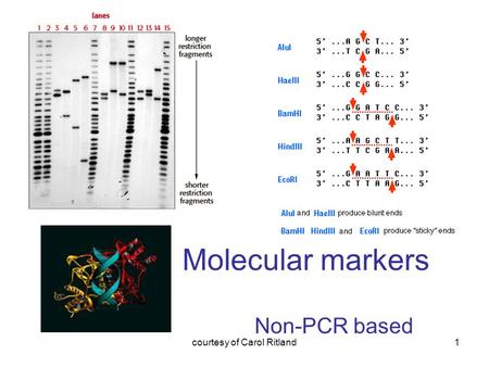 Molecular markers Non-PCR based 1courtesy of Carol Ritland.