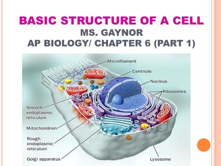 BASIC STRUCTURE OF A CELL MS. GAYNOR AP BIOLOGY/ CHAPTER 6 (PART 1)