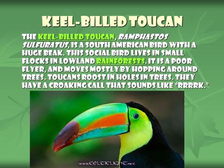 Keel-billed Toucan The keel-billed toucan, Ramphastos sulfuratus, is a South American bird with a huge beak. This social bird lives in small flocks in.