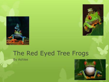 The Red Eyed Tree Frogs By Ashlee. The Characteristics Of The Red Eyed Tree Frog  These are the characteristics of a Red Eyed Tree Frog.  Big red eyes,