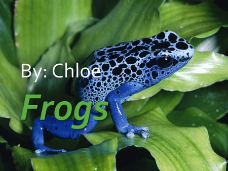 By: Chloe.  Tomato Frog  Dwarf Frog  Whites Tree Frog  Red Eyed Tree Frog  Poison Dart Frog  Yellow Poison Arrow Frog Poison Dart Frog Tomato Frog.