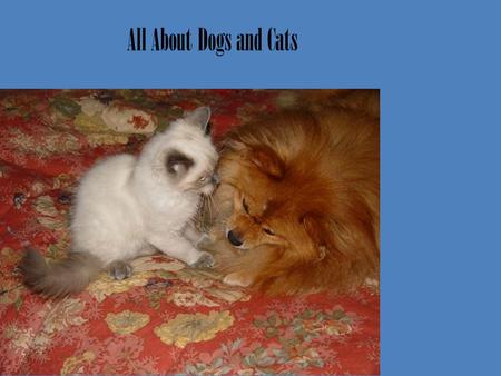 All About Dogs and Cats. Dog And Cat Time Dog love to eta dog food. They can eta people food. They love to eta dog food more Cats love cat food but if.