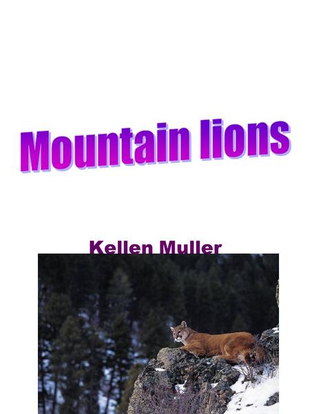 Kellen Muller. 2 Table of Contents Pg3 How far do they jump? Pg4 How much do they have to eat stay alive? Pg5 How fast do they run? Pg6 What is the limit.