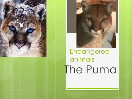 Endangered animals The Puma. One of the American animals which does not occupy huge area is the puma.