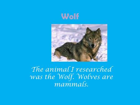 Wolf The animal I researched was the Wolf. Wolves are mammals.