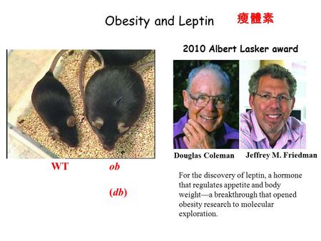 瘦體素 Obesity and Leptin WT ob (db) 2010 Albert Lasker award