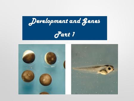 Development and Genes Part 1. 2 Development is the process of timed genetic controlled changes that occurs in an organism’s life cycle. Mitosis Cell differentiation.