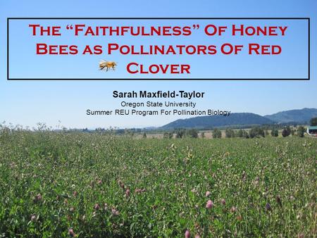 The “Faithfulness” Of Honey Bees as Pollinators Of Red Clover Sarah Maxfield-Taylor Oregon State University Summer REU Program For Pollination Biology.