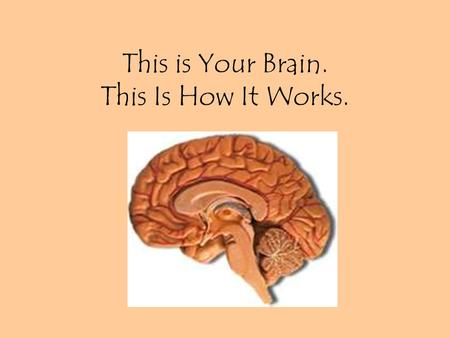 This is Your Brain. This Is How It Works.