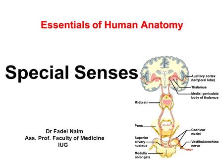 Essentials of Human Anatomy Essentials of Human Anatomy Dr Fadel Naim Ass. Prof. Faculty of Medicine IUG Special Senses.